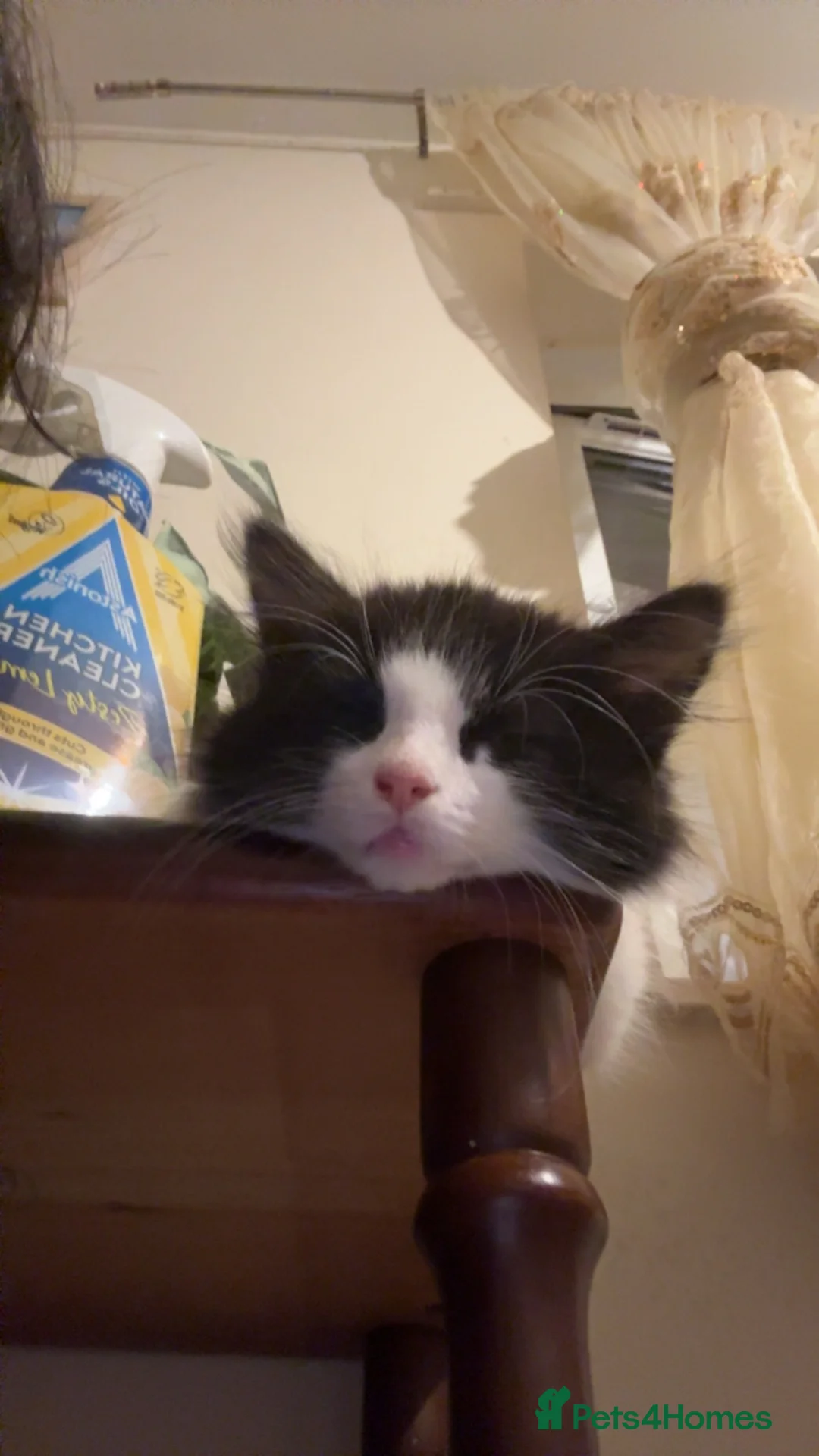 Mixed Breed cats for sale: Mix breed tuxedo kitten in Cheltenham - Advert 2