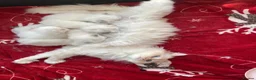 Ragdoll cats for sale: Female Ragdoll kitten  - Advert 3