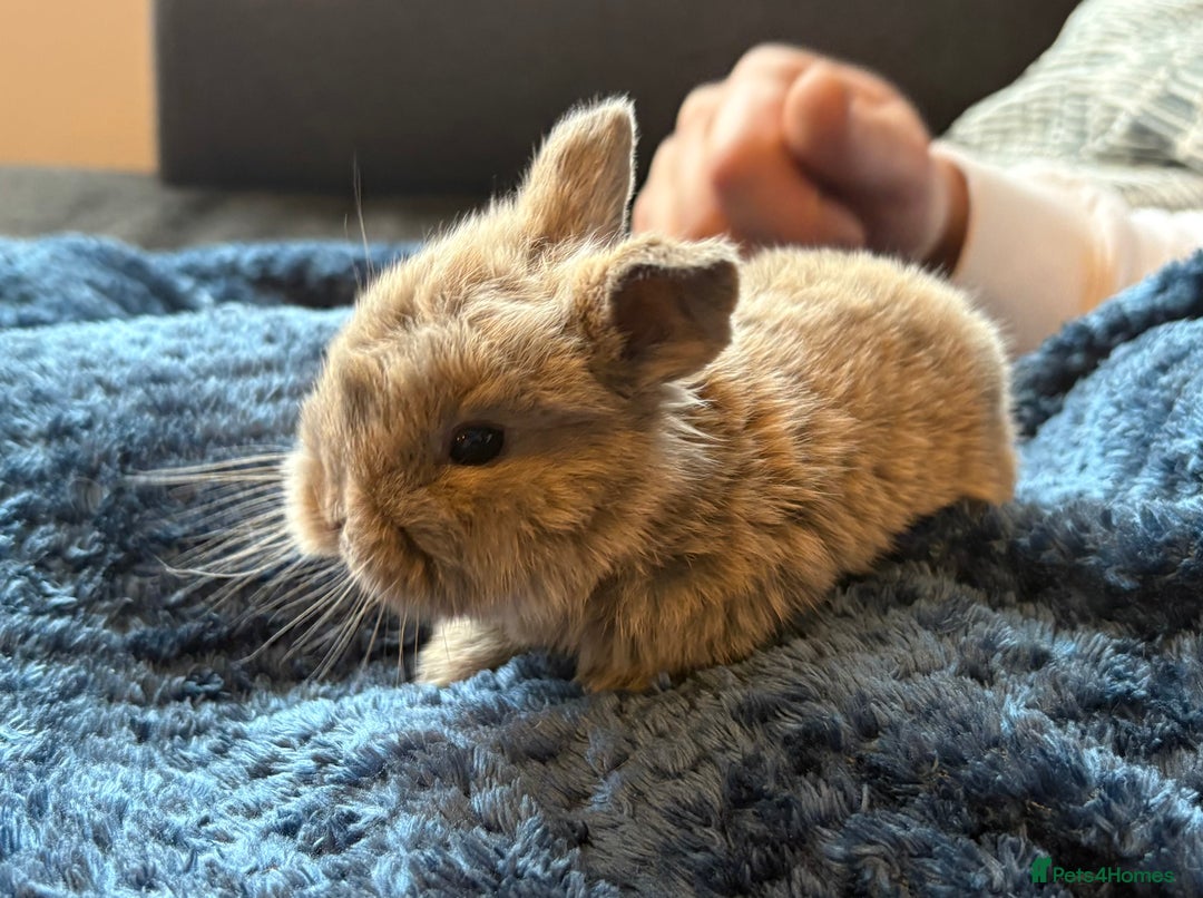 Mini Lop rabbits for sale: Pure Bred Mini Lop babies - Advert 13
