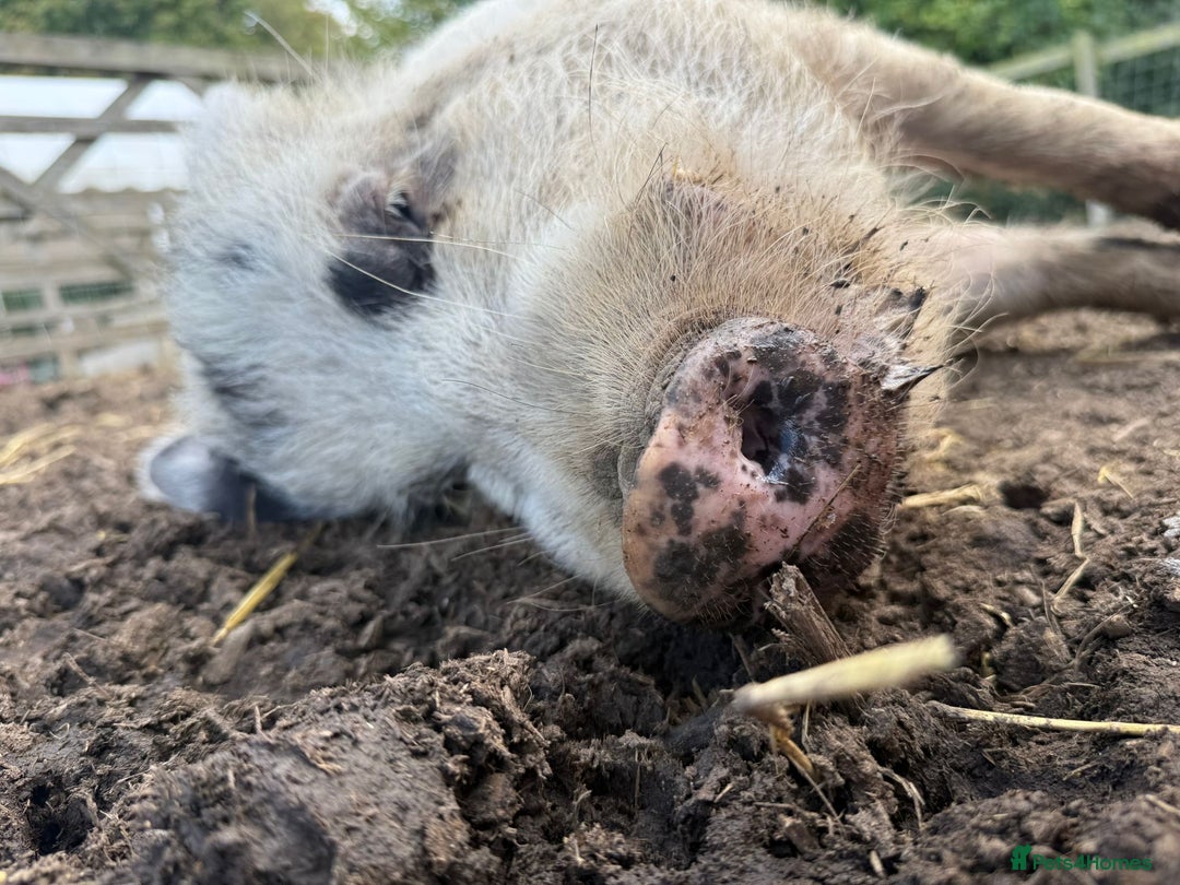 Pig livestock for sale: Micro Pig Proven Boar - Image 4