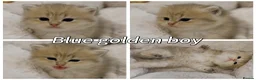 British Shorthair cats for sale: Pedigree BSH golden kitten TICA registered  - Advert 11