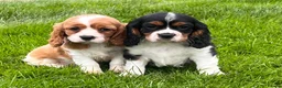 Cavalier King Charles Spaniel dogs for sale: Beautiful cavalier King Charles puppies  - Advert 9