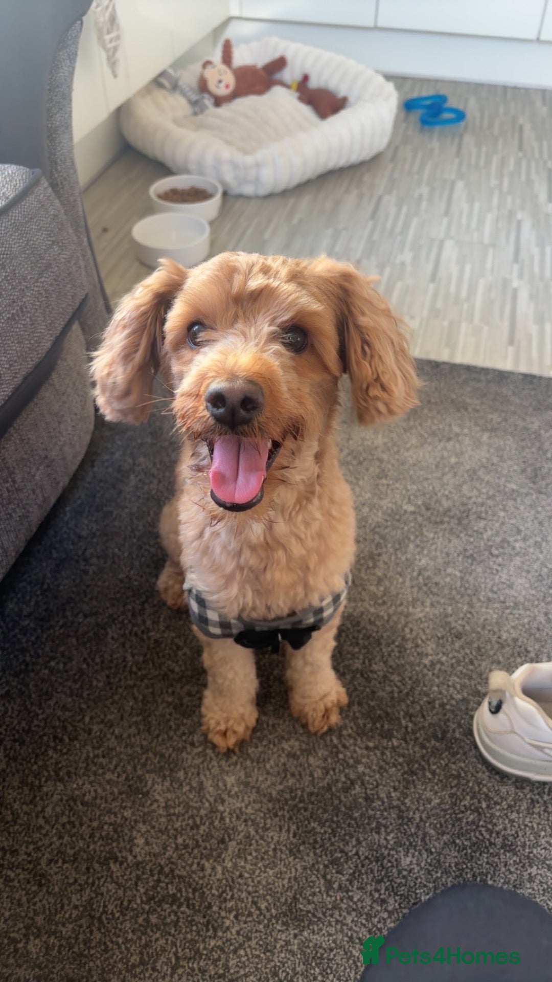 Yorkiepoo dogs 2 year old Yorkiepoo  - Advert 5