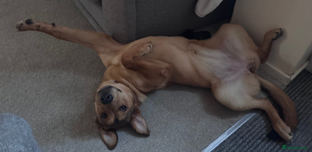 Mixed Breed dogs for sale: Loving and energetic  - Advert 8