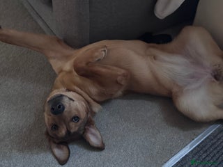 Mixed Breed dogs Loving and energetic - Advert 1