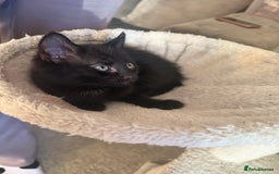 Mixed Breed cats for sale: Kittens ready to leave now - Advert 4
