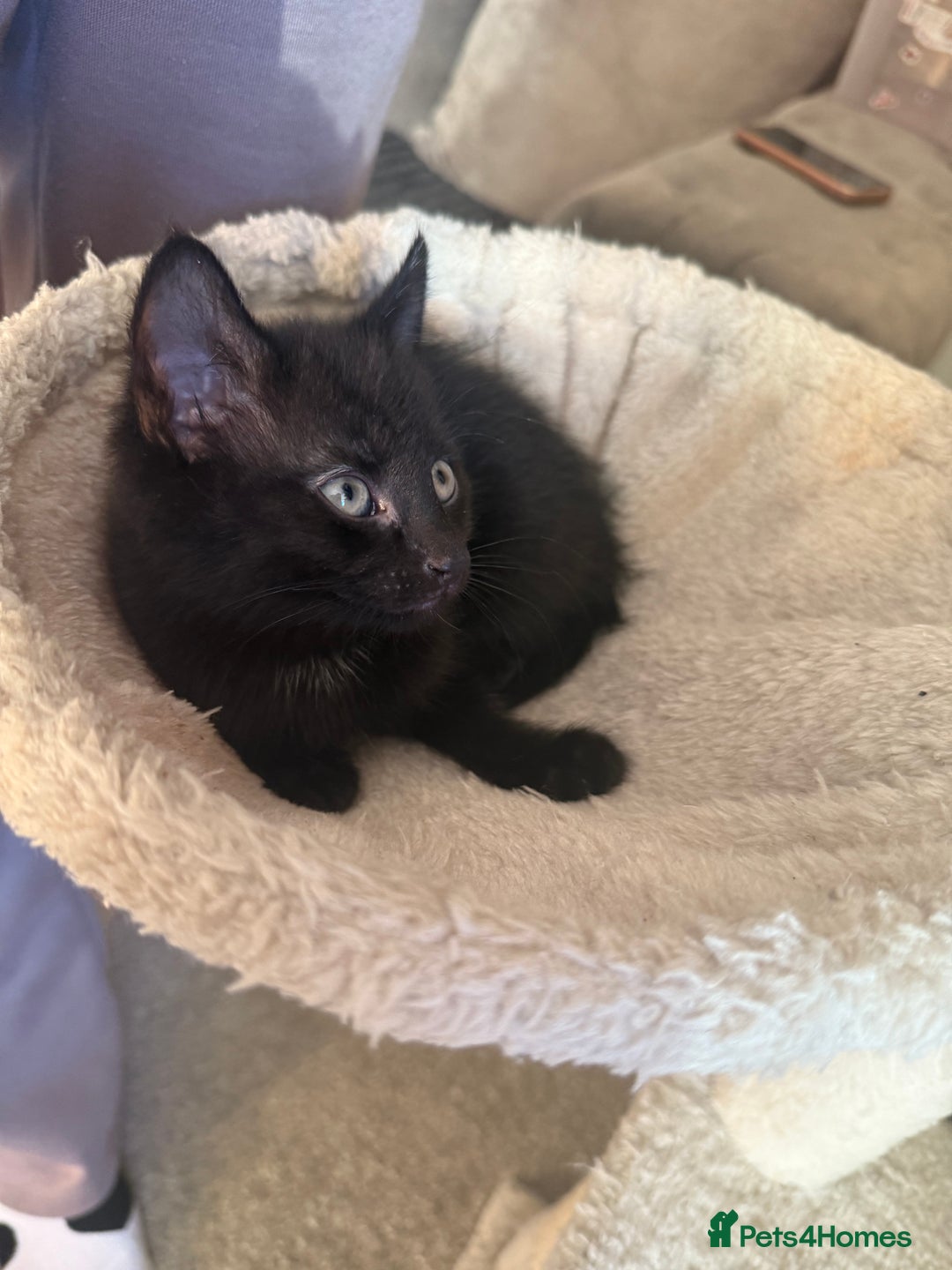 Mixed Breed cats for sale: Kittens ready to leave now - Advert 4