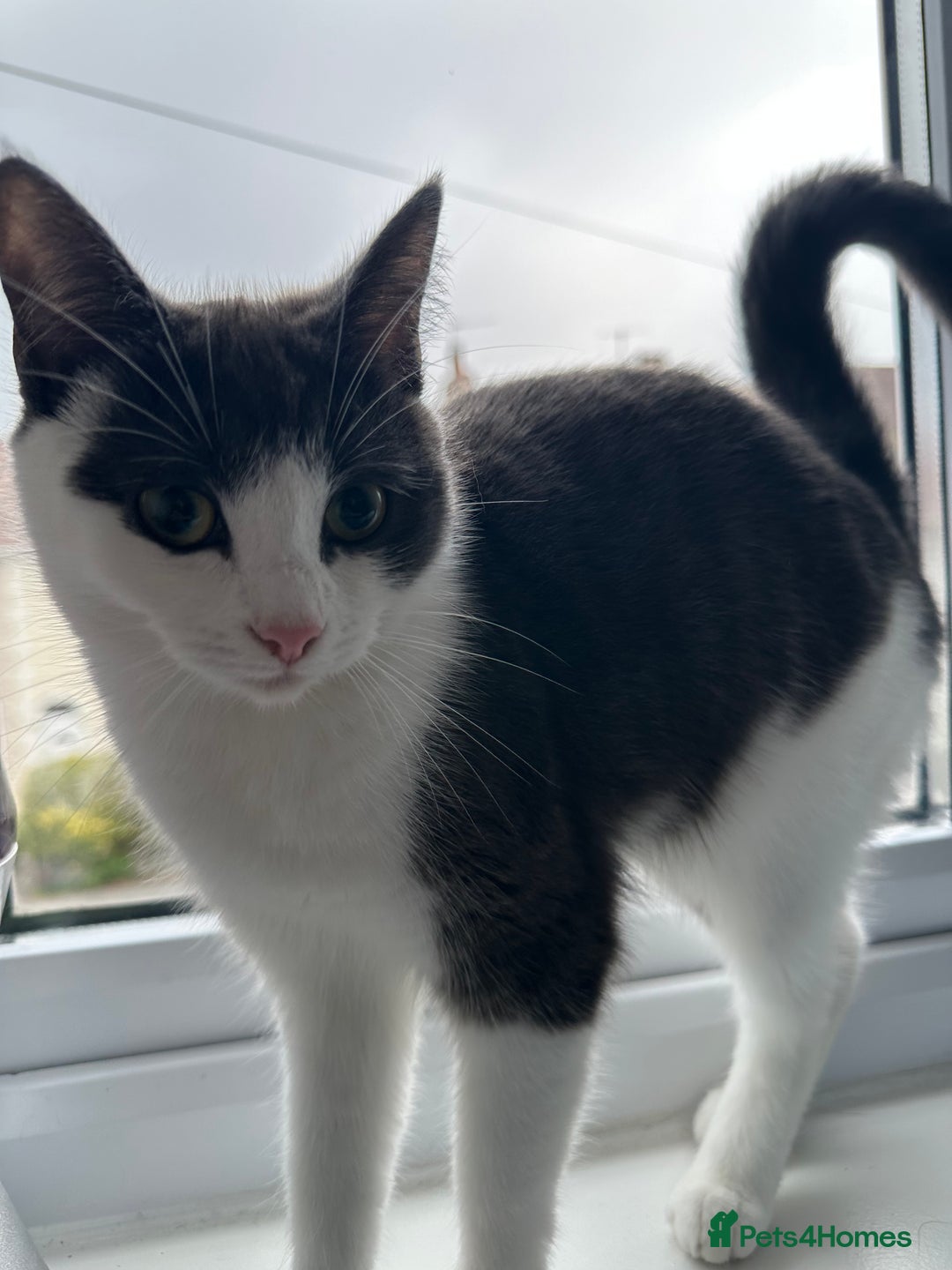 Mixed Breed cats for sale: Lovely cats for rehoming - Image 7