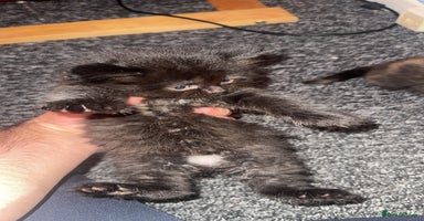 Scottish Fold cats - Advert 6