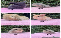 Mini Lop rabbits for sale: Mini lops and mini double maned lionheads  - Image 1