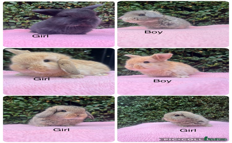 Mini Lop rabbits - Advert 13