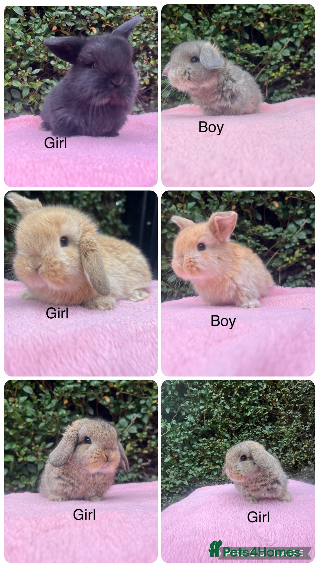 Mini Lop rabbits for sale: Mini lops and mini double maned lionheads  - Image 1