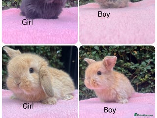 Mini Lop rabbits - Advert 34
