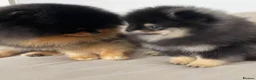 Pomeranian dogs for sale: 👑 Exclusive Rare Black & Tan Boy 👑 - Advert 10