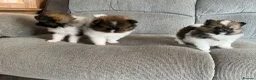 Pomeranian dogs for sale: True Tiny pomeranians teddy bear faced*ready now * - Advert 16