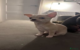 Chihuahua dogs for sale: 1 Female Chihuahua left ready to leave Now! - Advert 1