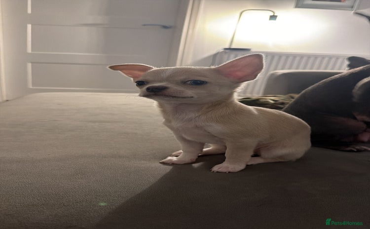 Chihuahua dogs 1 Female Chihuahua left ready to leave Now! - Advert 2