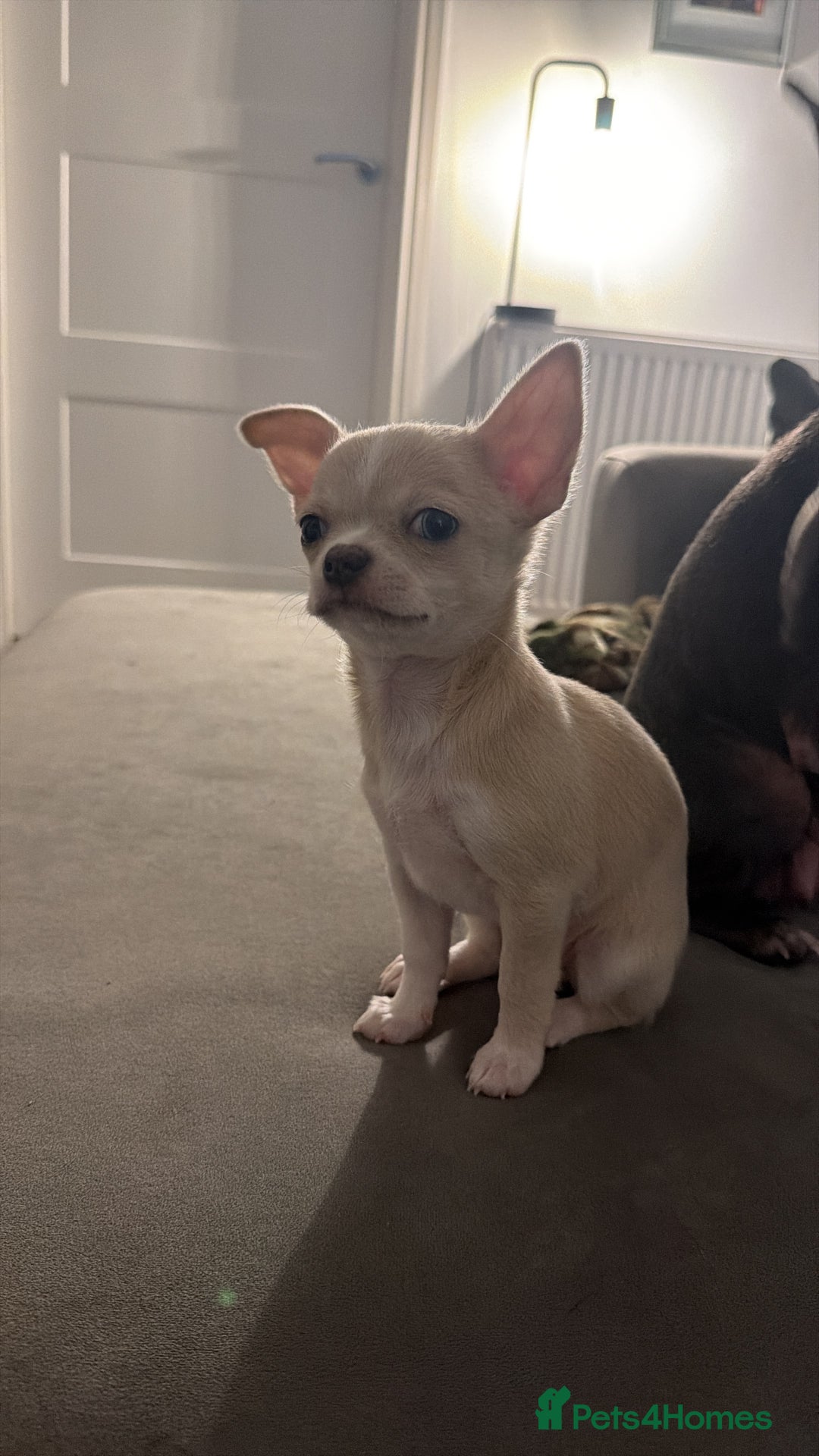 Chihuahua dogs for sale: 1 Female Chihuahua left ready to leave Now! - Advert 1