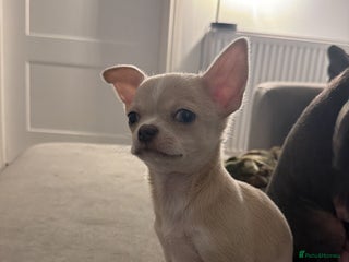 Chihuahua dogs 1 Female Chihuahua left ready to leave Now! - Advert 1