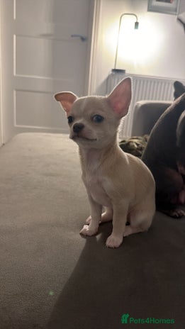 Chihuahua dogs 1 Female Chihuahua left ready to leave Now! - Advert 2