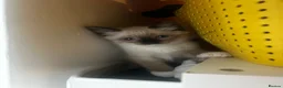Snowshoe cats for sale: Beautiful Snowshoe Kittens – Ready to Leave Now - Advert 5