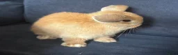 Mini Lop rabbits for sale: 4 x mini lops 8 weeks old for sale - Advert 6