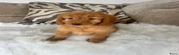 Cockapoo dogs for sale: F1 golden cockapoo puppies  - Advert 16