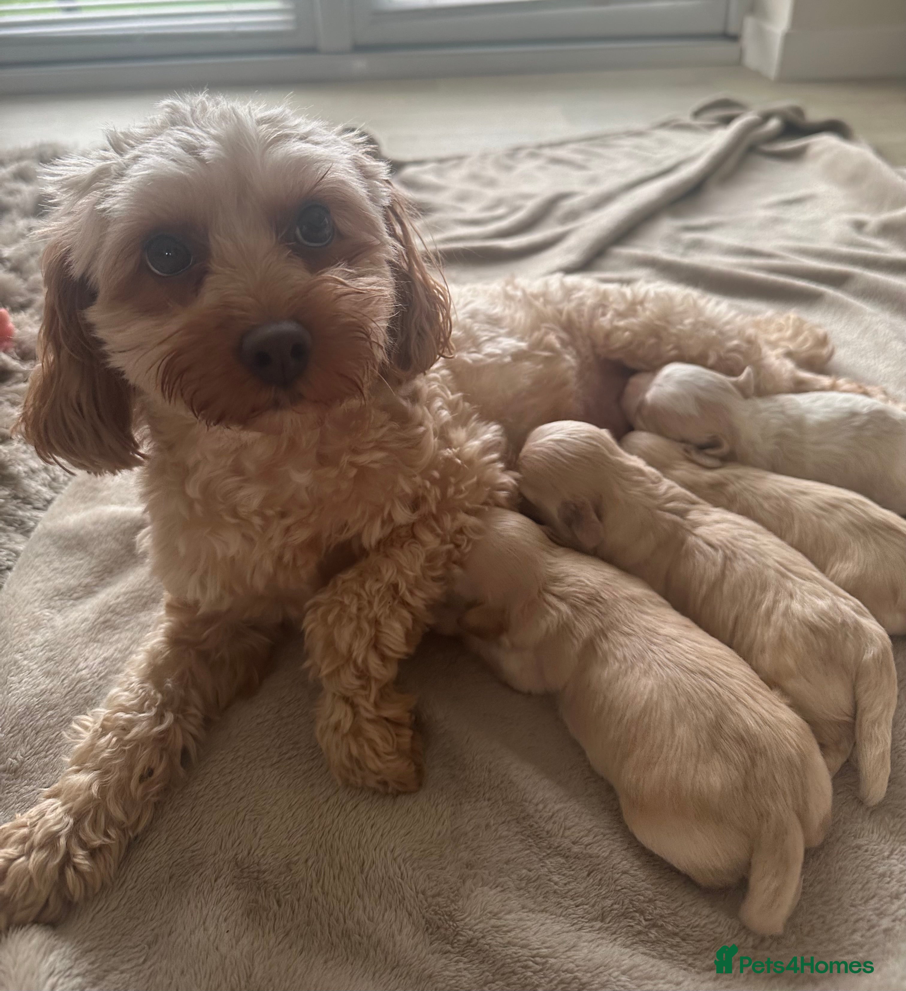 Maltipoo dogs Maltipoo puppies  - Advert 1