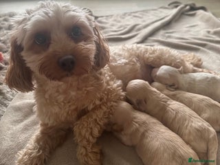 Maltipoo dogs Maltipoo puppies - Advert 1