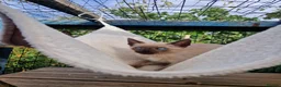 Mixed Breed cats for sale: Bengal,Siamese, Maine coon mix kittens.  - Advert 6