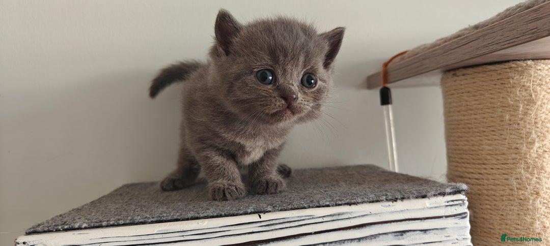 British Shorthair cats for sale: British shorthair blue / lilac kittens  - Image 5