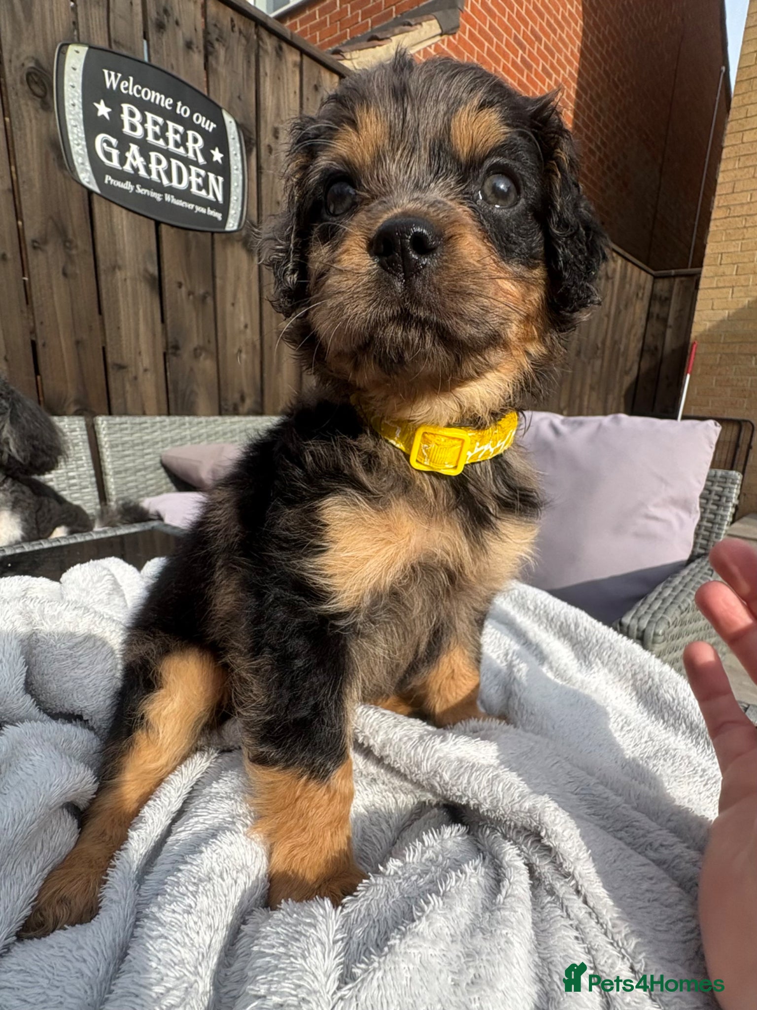 Cavapoo dogs ⭐ F1 Health tested Cavapoos⭐ - Advert 3