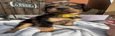 Yellow Dark Merle boy