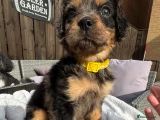 Cavapoo dogs ⭐ F1 Health tested Cavapoos⭐ - Advert 3