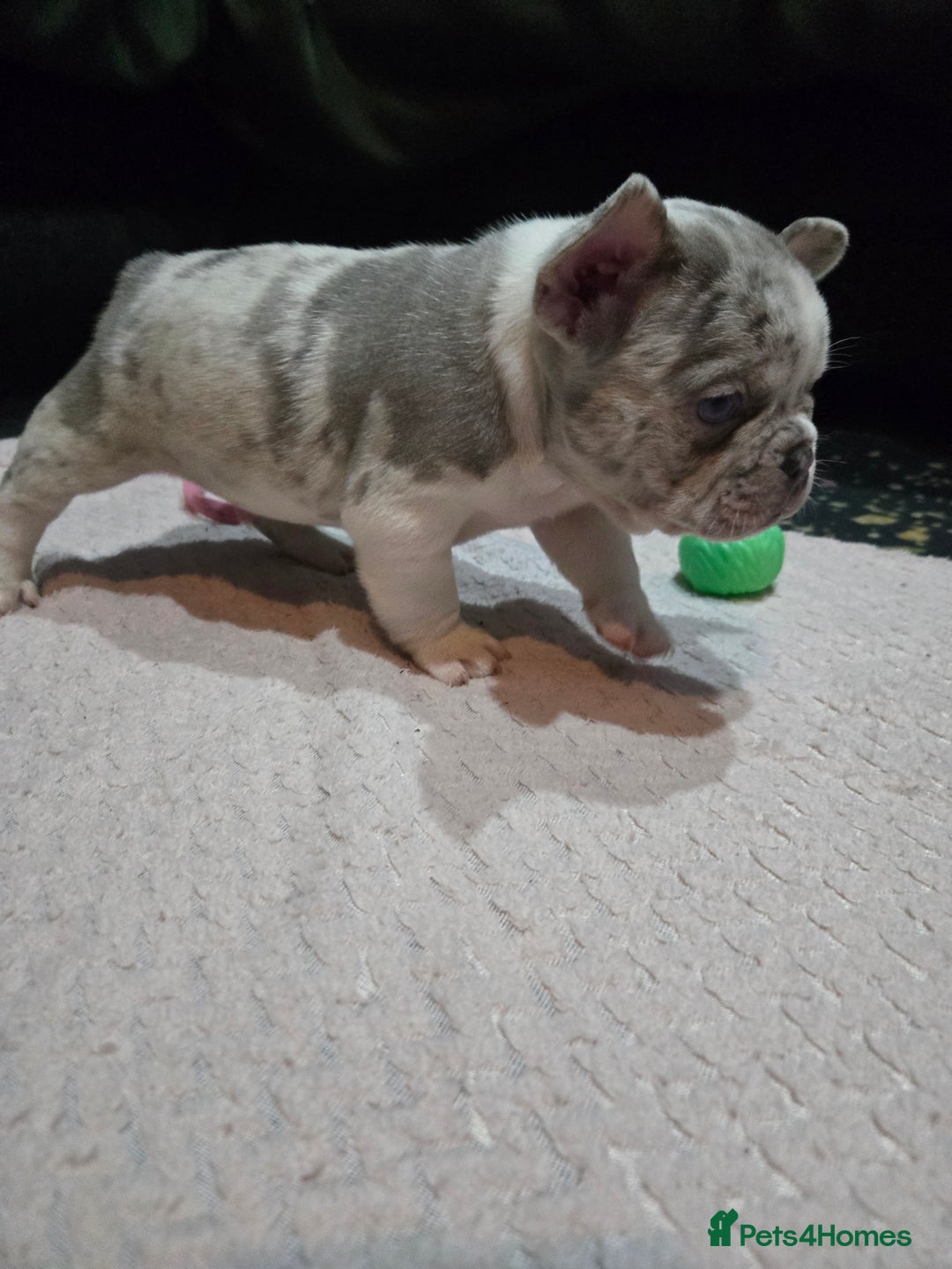 French Bulldog dogs for sale: French bulldog pups ready in 2 weeks - Advert 9