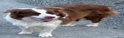 Border Collie dogs for sale: KC Registered Show Border Collie Puppies in Purley - Advert 3