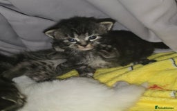 Maine Coon cats for sale: Maincoone  - Image 3