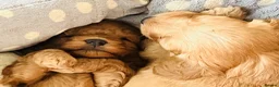 Sproodle dogs for sale: Beautiful Red & Apricot Sproodles - Advert 17