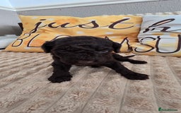 Standard Poodle dogs for sale: 7 Standard poodles for sale including 2 merle - Image 12