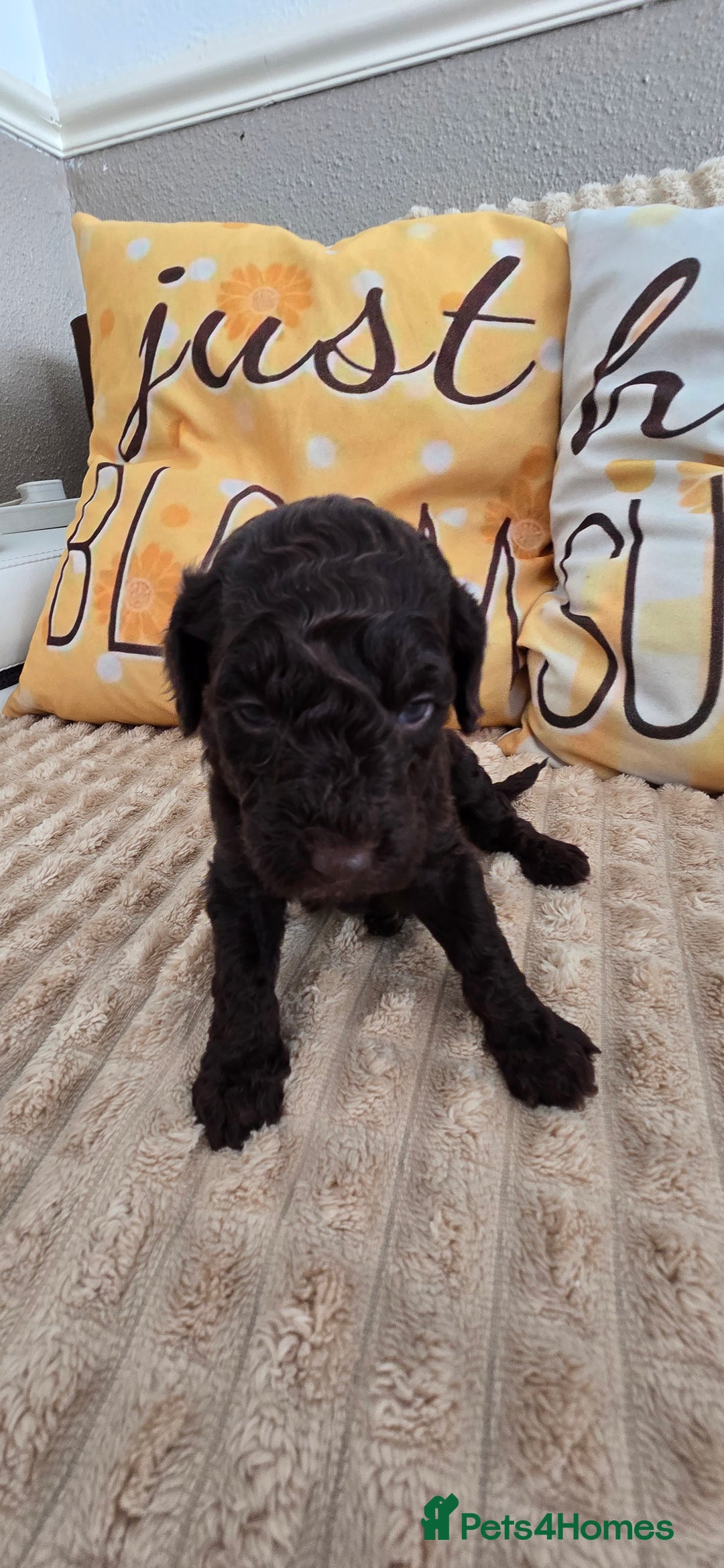 Standard Poodle dogs for sale: 7 Standard poodles for sale including 2 merle - Image 12