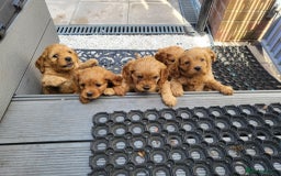 Cavapoo dogs for sale: F1B Cavapoo Puppies - Image 11