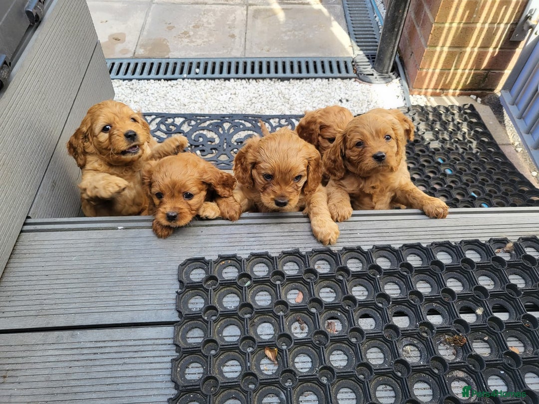 Cavapoo dogs for sale: F1B Cavapoo Puppies - Image 11
