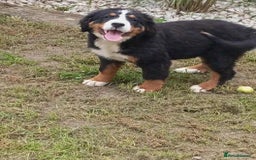 Bernese Mountain Dog dogs for sale: 2 female bernese mountain dogs - Image 3