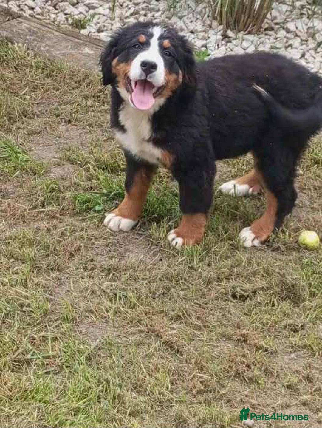 Bernese Mountain Dog dogs for sale: 2 female bernese mountain dogs - Image 3