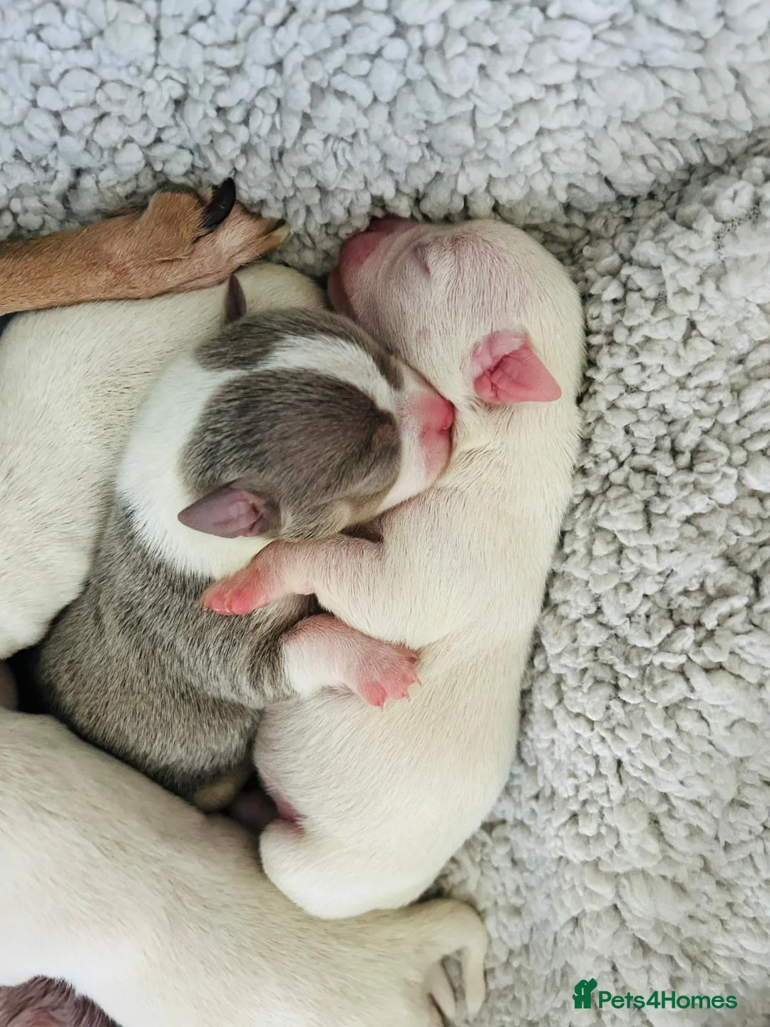 Chihuahua dogs for stud: Micro Chihuahua Stud Cream Fawn - With Clinic in Milton Keynes - Advert 6