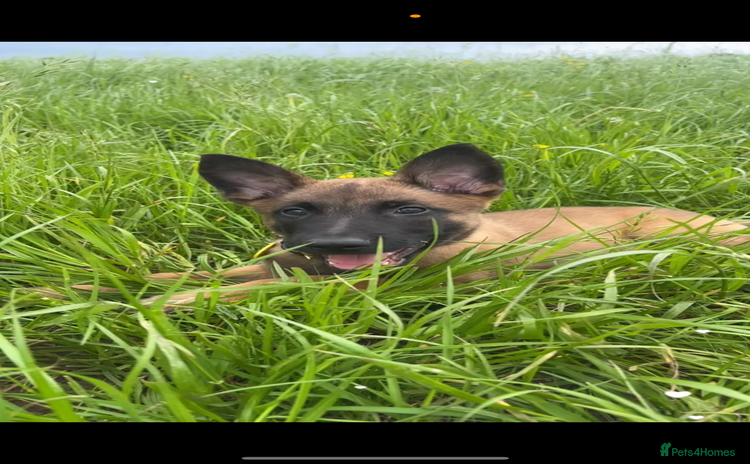 Belgian Shepherd Dog dogs - Advert 1