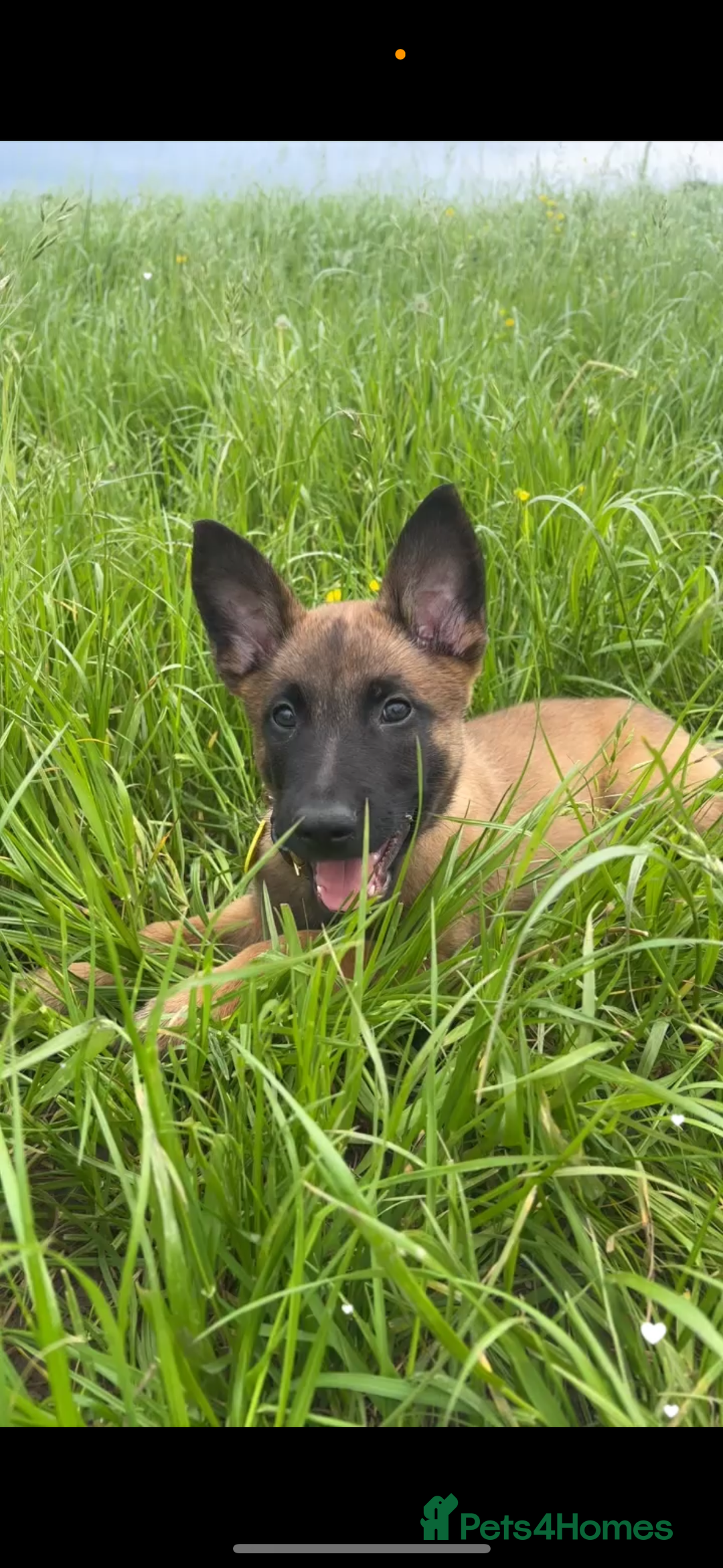 Belgian Shepherd Dog dogs for sale: Working line malinois - Image 1