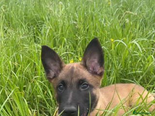 Belgian Shepherd Dog dogs - Advert 4