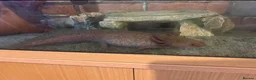 Other/Mixed Breed fish for sale: X2 Axolotls & whole setup  - Advert 6