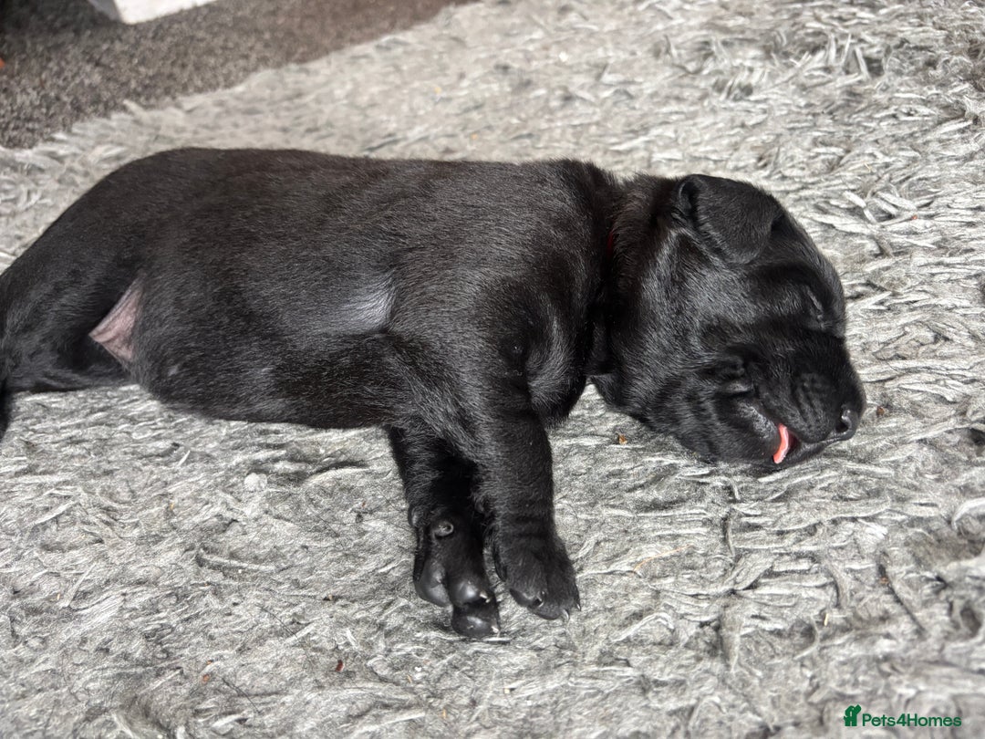 Labrador Retriever dogs for sale: Stunning litter of chunky black Labradors - Advert 7